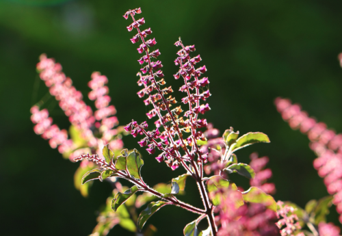 Ayurveda Garden Tour